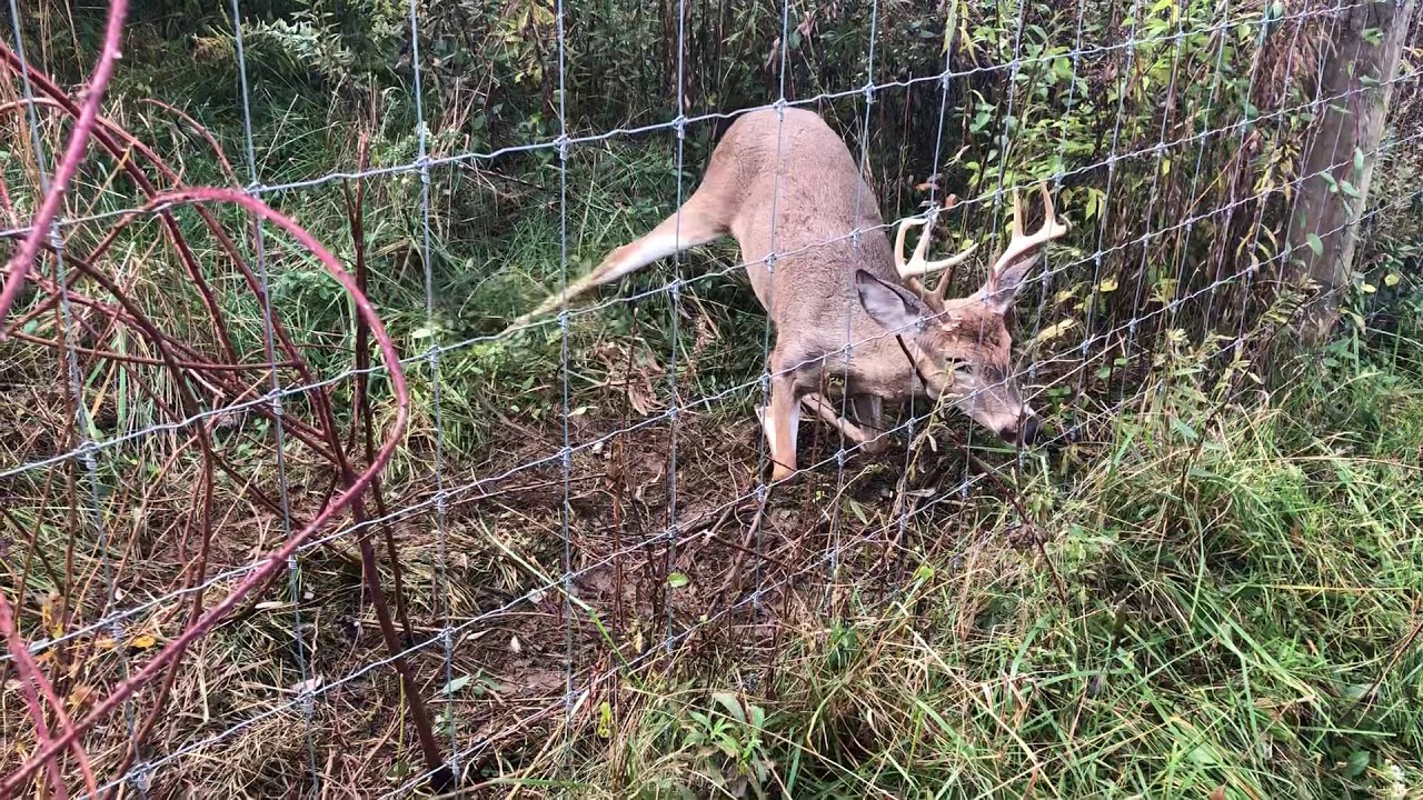 Found this young deer stuck in the fence