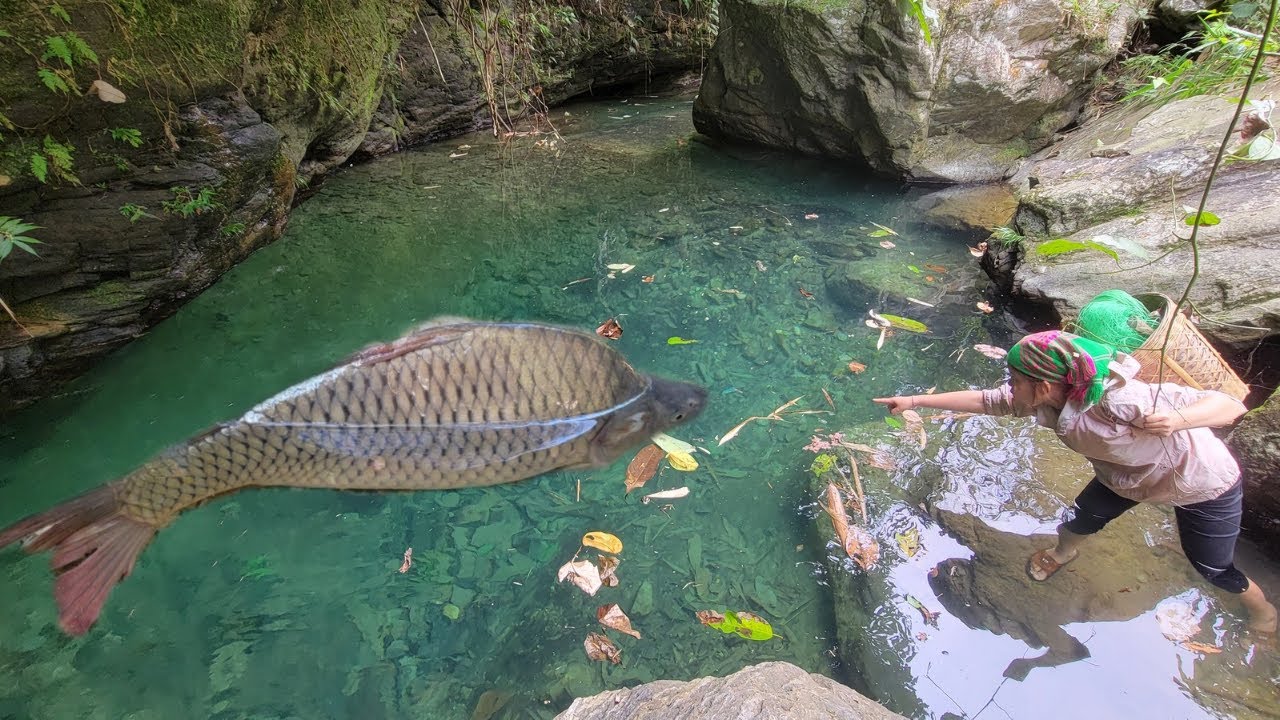 Meet the giant fish in the puddle. Use bamboo and tongue to create traps. Caught many giant fish. p2