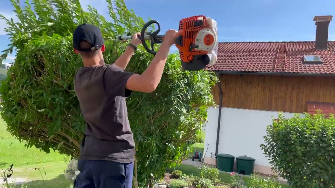 Finn Forsythie trimmen mit Stihl Geräten