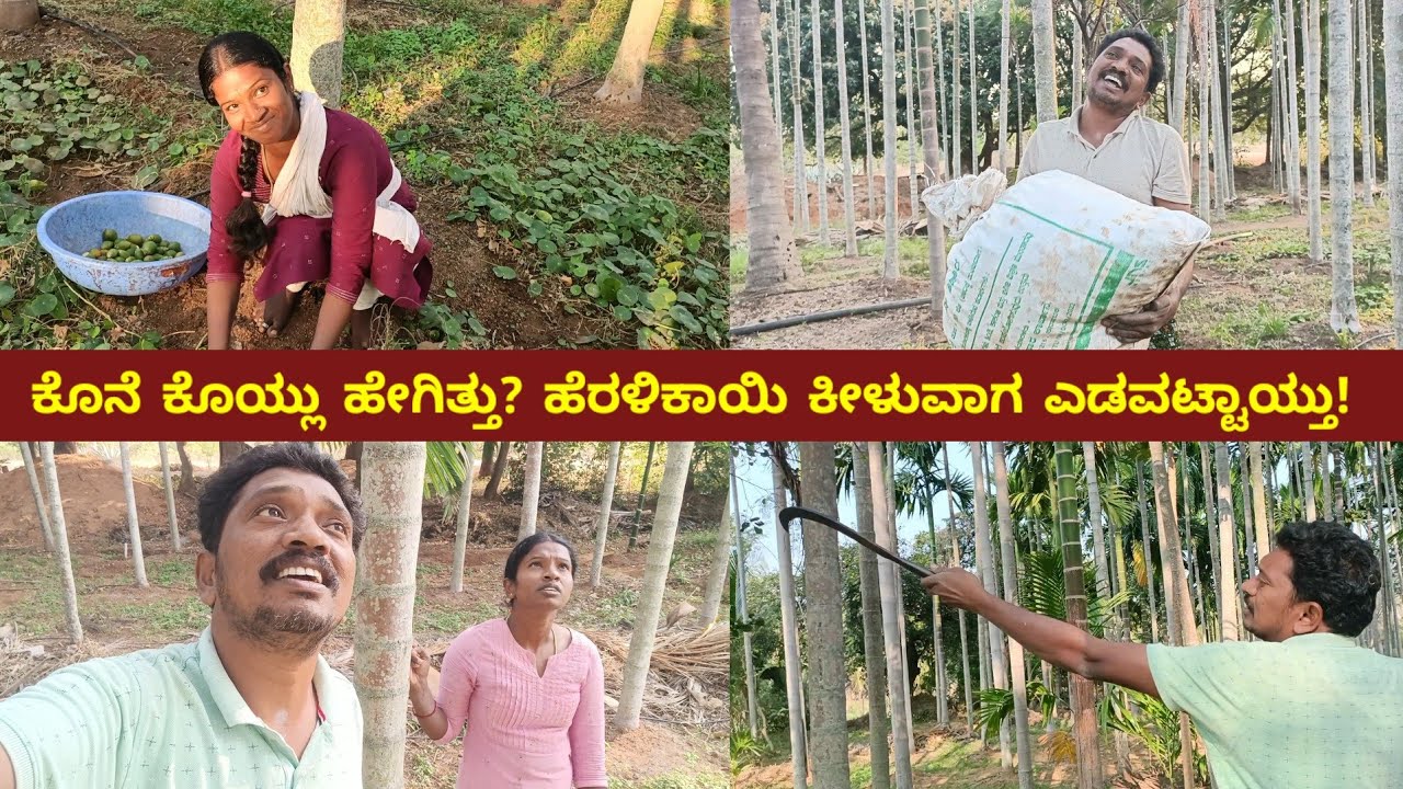ಕೊನೆ ಕೊಯ್ಲು ಹೇಗಿತ್ತು? | ಹೆರಳಿಕಾಯಿ ಕೀಳುವಾಗ ಎಡವಟ್ಟಾಯ್ತು! | My Village Life | Kannada Vlogs