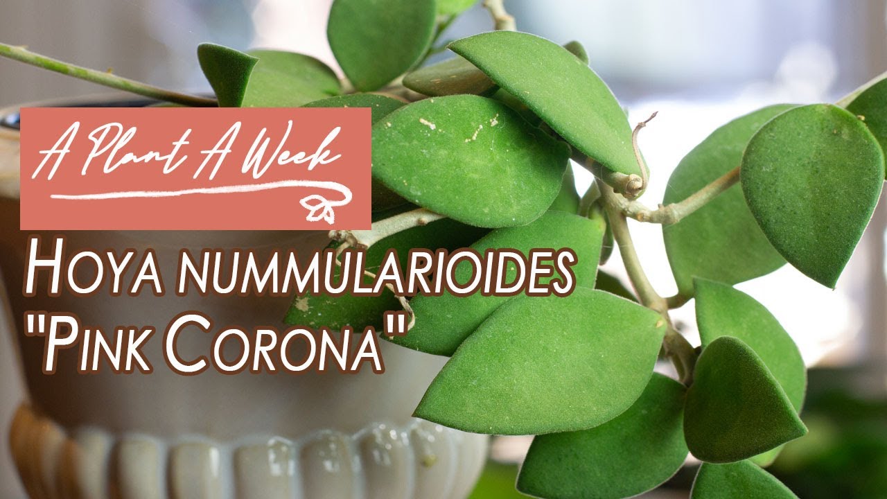 Hoya nummularioides 