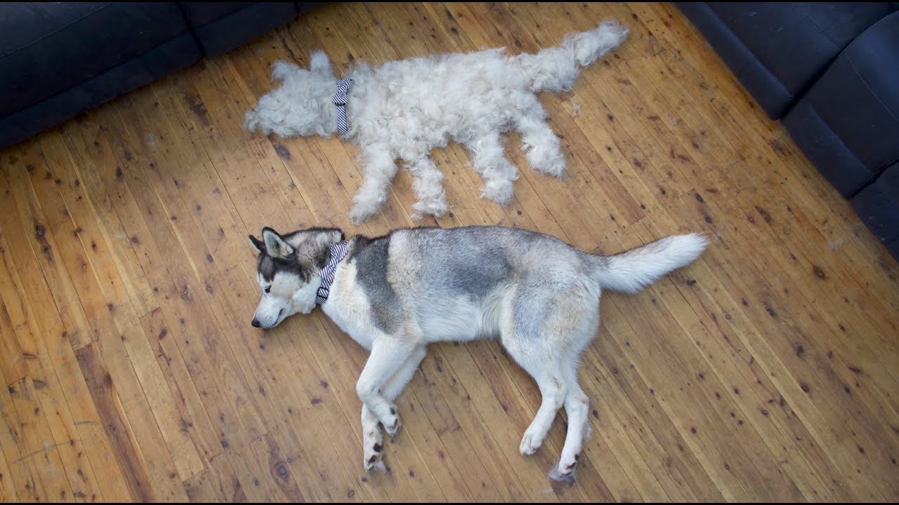 DESHEDDING MY HUSKY LETTY! | TIME LAPSE | HOW MUCH FUR DO HUSKIES SHED ?