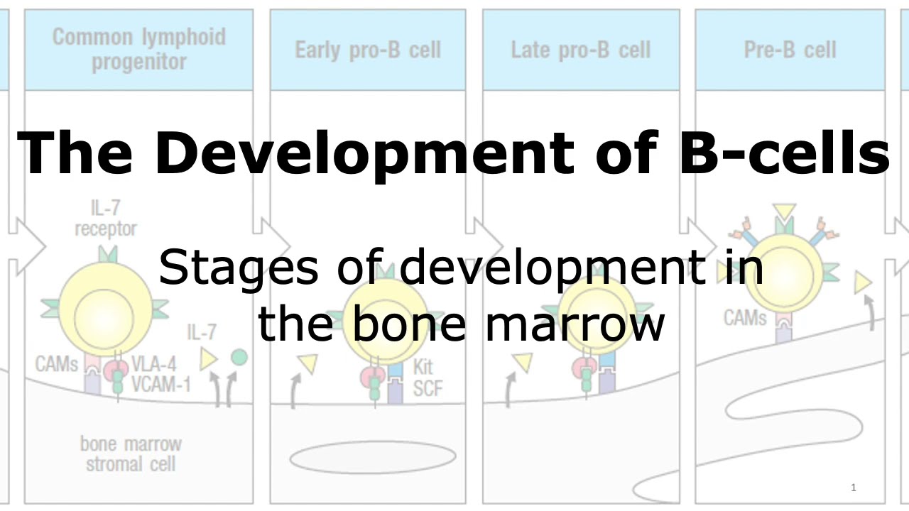 Development of B-cells: Development in Bone marrow
