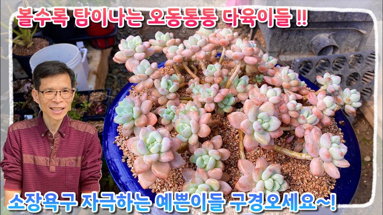 볼수록 탐이나는 오동통통 복스러운 다육이들 !! 소장욕구 자극하는 예쁜이들 구경안오실래요 ~?