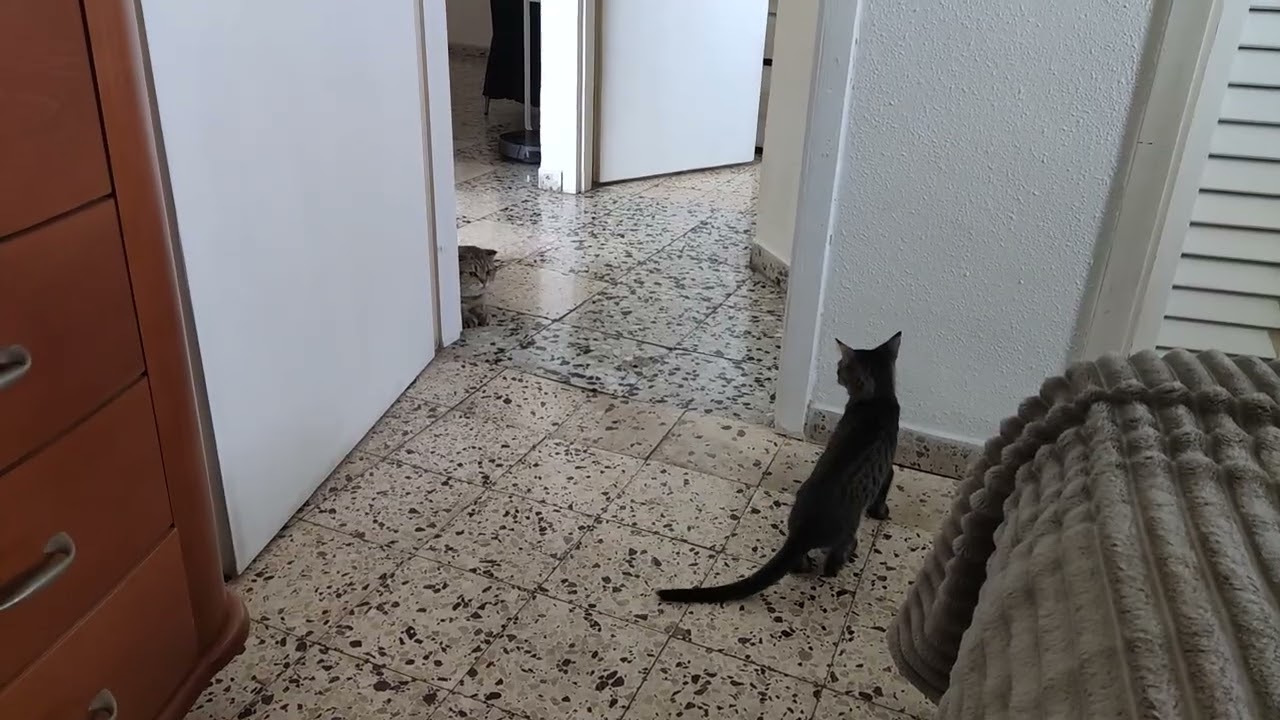 Backy’s Ninja Ambush: The Great Kitten Standoff! 😼🐾