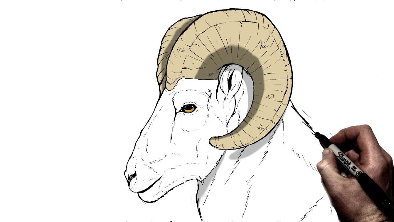 How To Draw A Ram | Step By Step