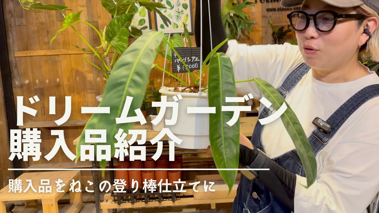 【ドリームガーデン】珍種観葉購入品　厳選１０種紹介