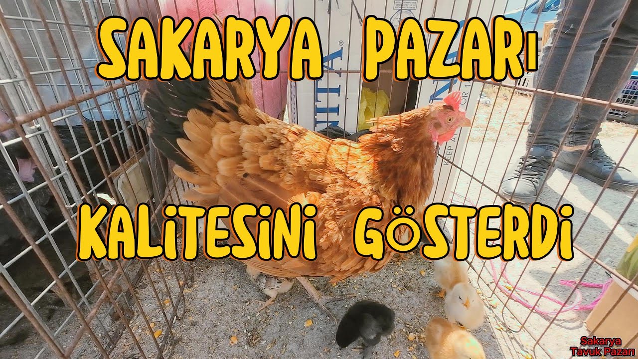 // FİYATLAR DÜŞMÜŞ// - Sakarya Tavuk Pazarı 2025