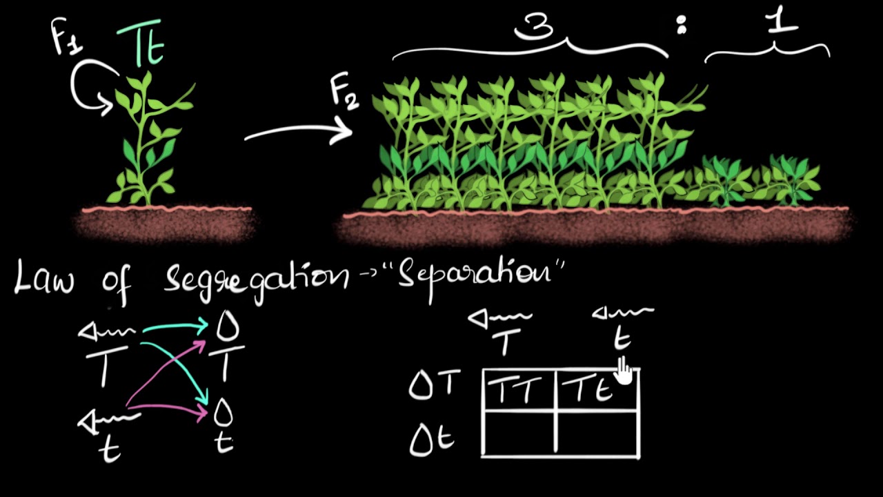Dominance & segregation laws | Heredity & Evolution | Biology | Khan Academy