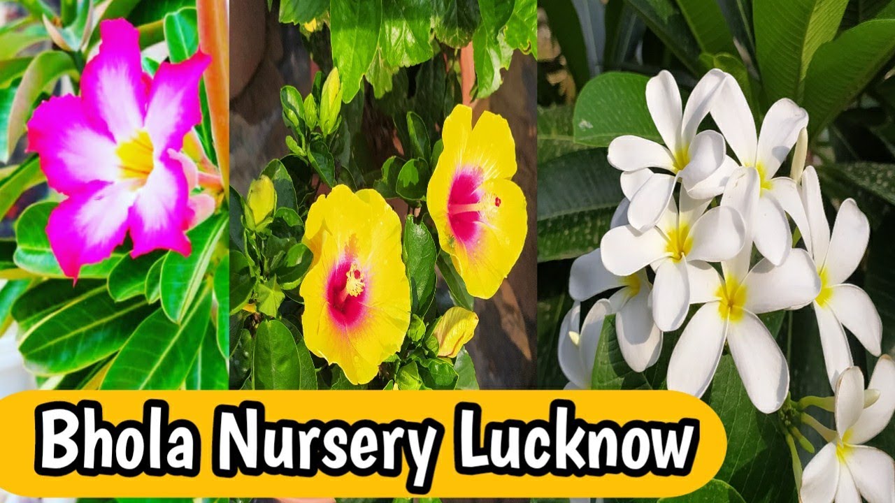 Bhola Nursery Dubagga Lucknow
