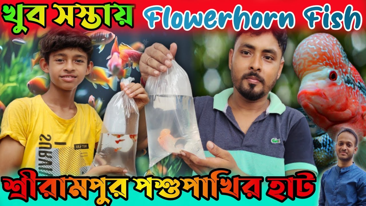 কম দামে ভালো Flowerhorn Fish | Serampore Aquarium Fish Market | Serampore Pet Market Fish