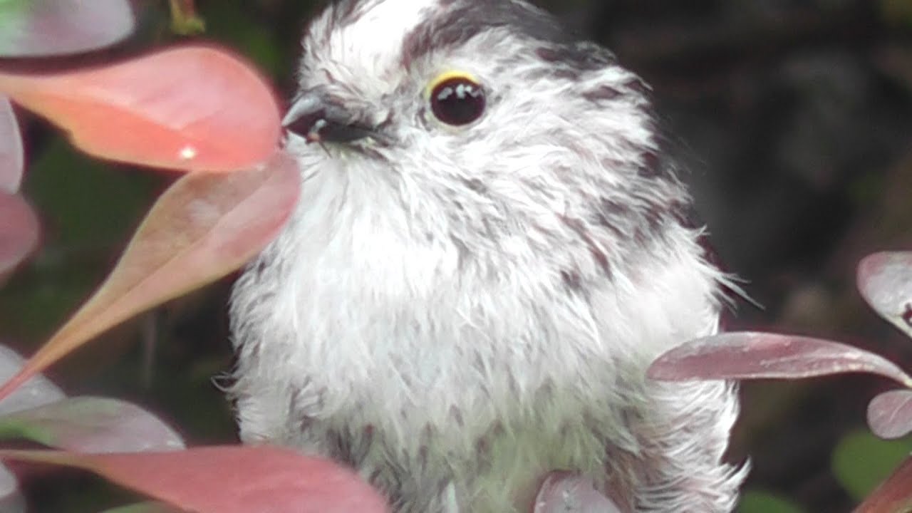 Long tailed tits raising chicks