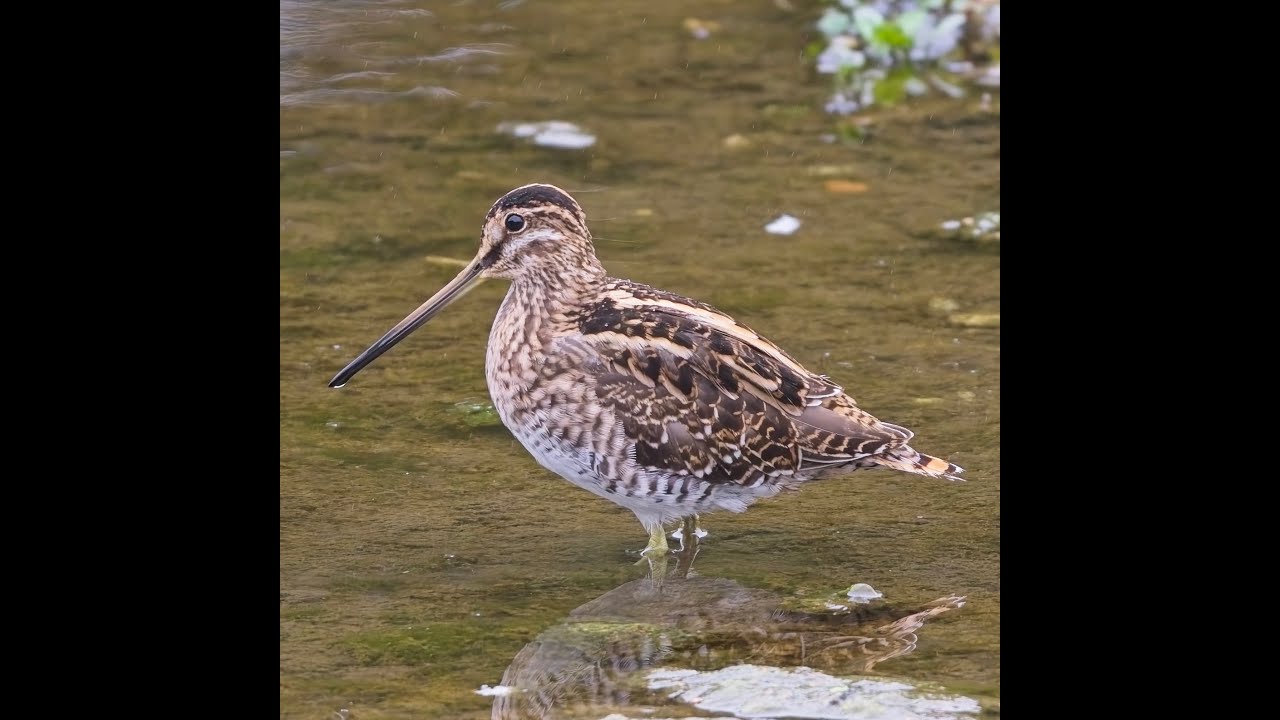 Common Snipe feeding