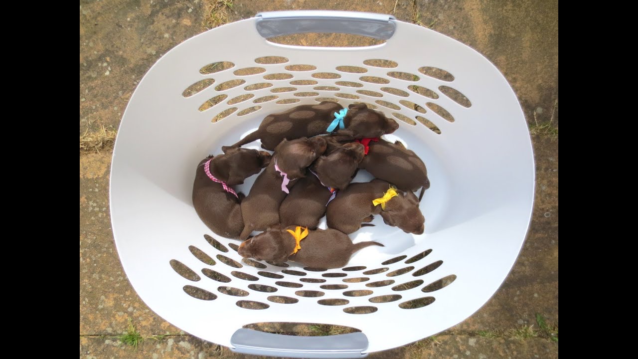 Mini Dachshunds first walk outside. Lola's last litter @ 2014