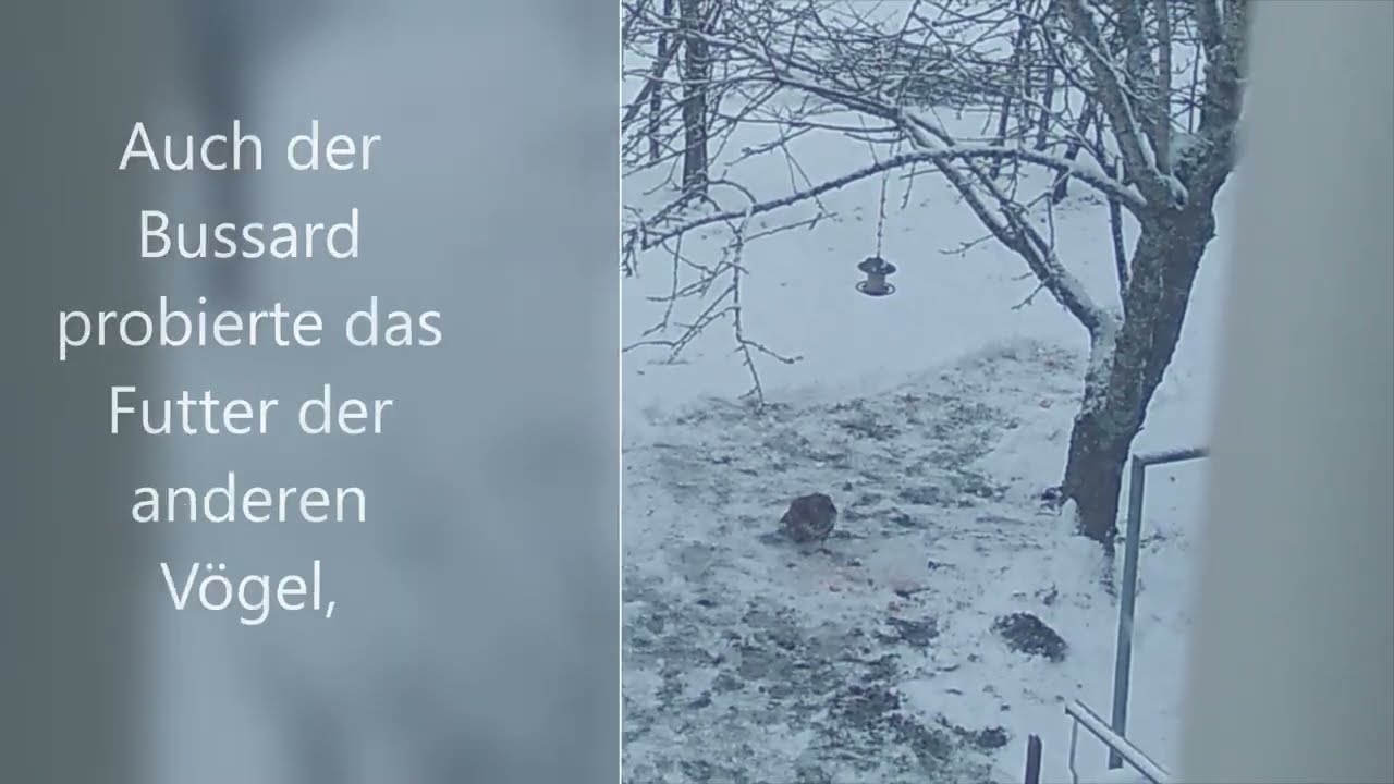 Bussard zum Frühstück!