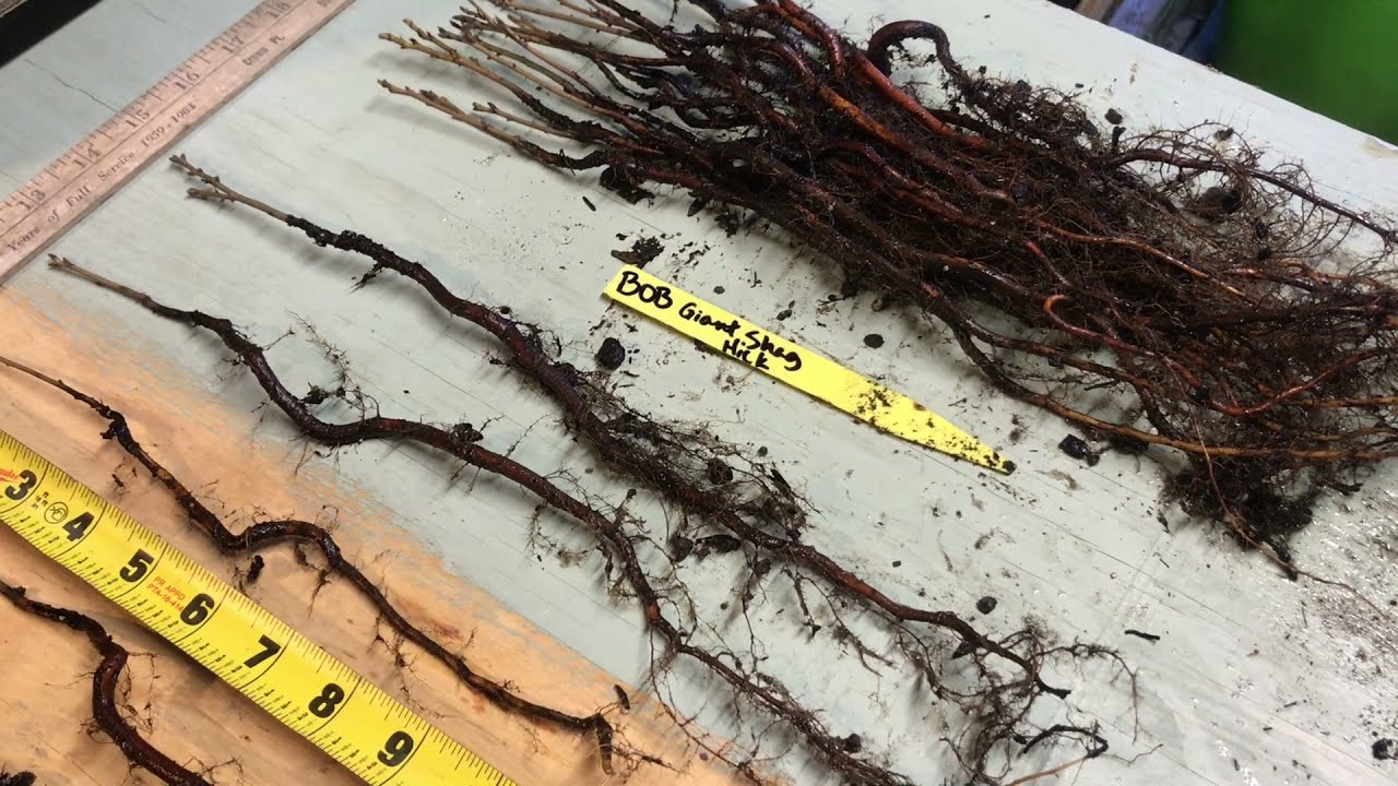 Air-Prune Bed - Hickory & Walnut