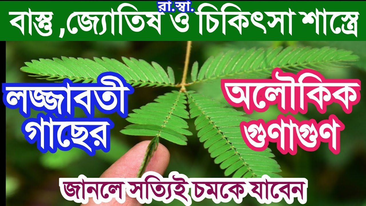 লজ্জাবতী গাছের অলৌকিক গুণাগুন, সংক্ষিপ্ত পরিচর্যা;রাতারাতি ধনী ও রোগমুক্ত থাকতে #lojjaboti গাছ লাগান