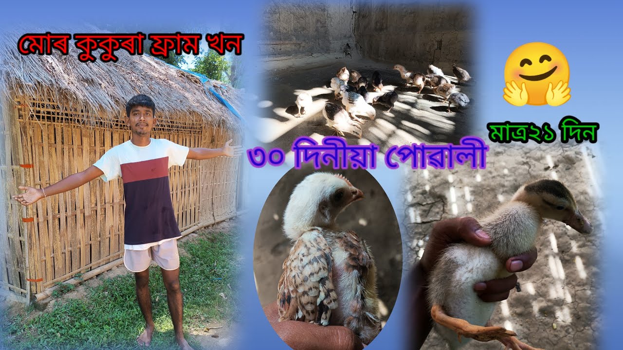৩০ দিনত মোৰ 🐓 কুকুৰা পোৱালী বোৰ কিমান ডাঙৰ হ'ল চাওক 🤗 লগতে হাঁহ পোৱালী বোৰ 🦆#assamesevlogs #farming 