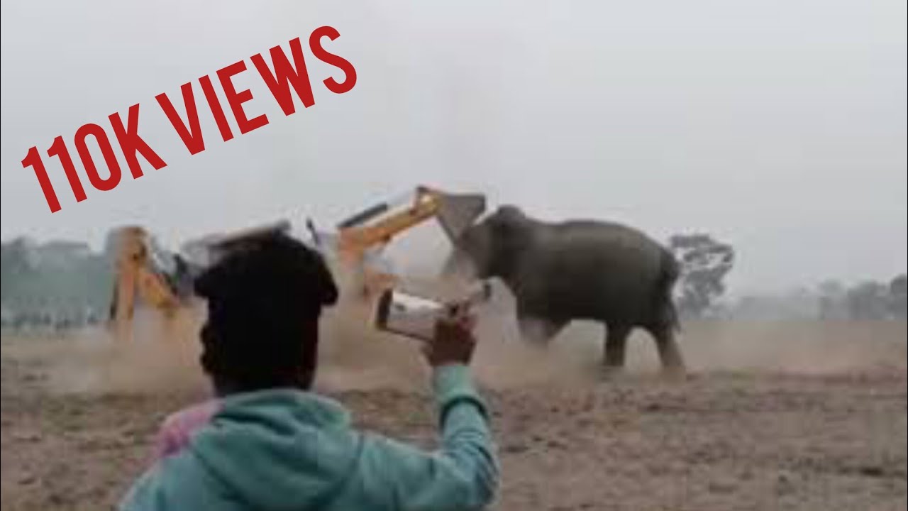 Wild Elephants Vs JCB