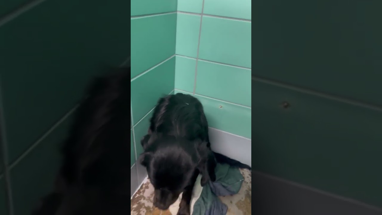 TIME-SENSITIVE: Benson Has Only Hours Left&mdash;We Must Save Him Now ‼️ [STORY BELOW]