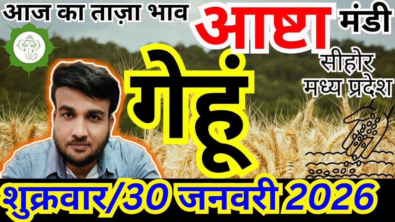 🌾आज का गेहूं मंडी भाव | 30 जनवरी 2026 | Ashta Mandi Wheat Rate | संदीप नागर
