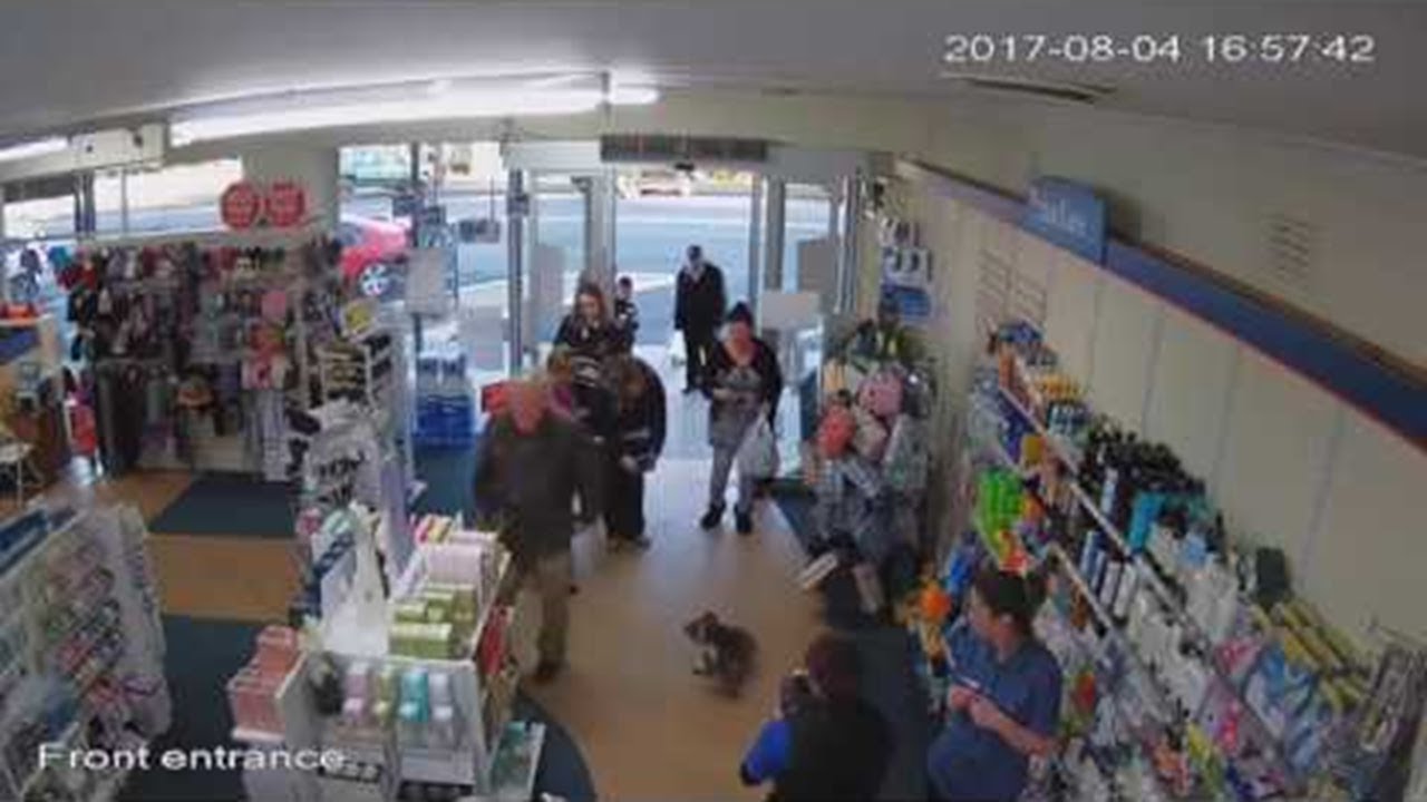 Koala Visits Pharmacy || ViralHog