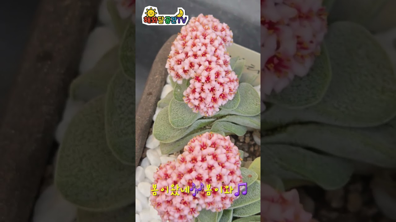 Шестицветковый и тюленевидный цветок✨️🌹🌵🐰🍀💕🌟