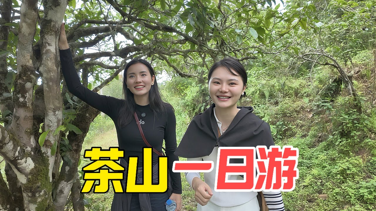 大山诗诗小金一起去看百年古茶树