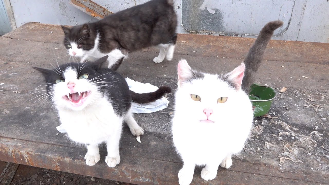 Not only cats meowing but also puppies are hungry