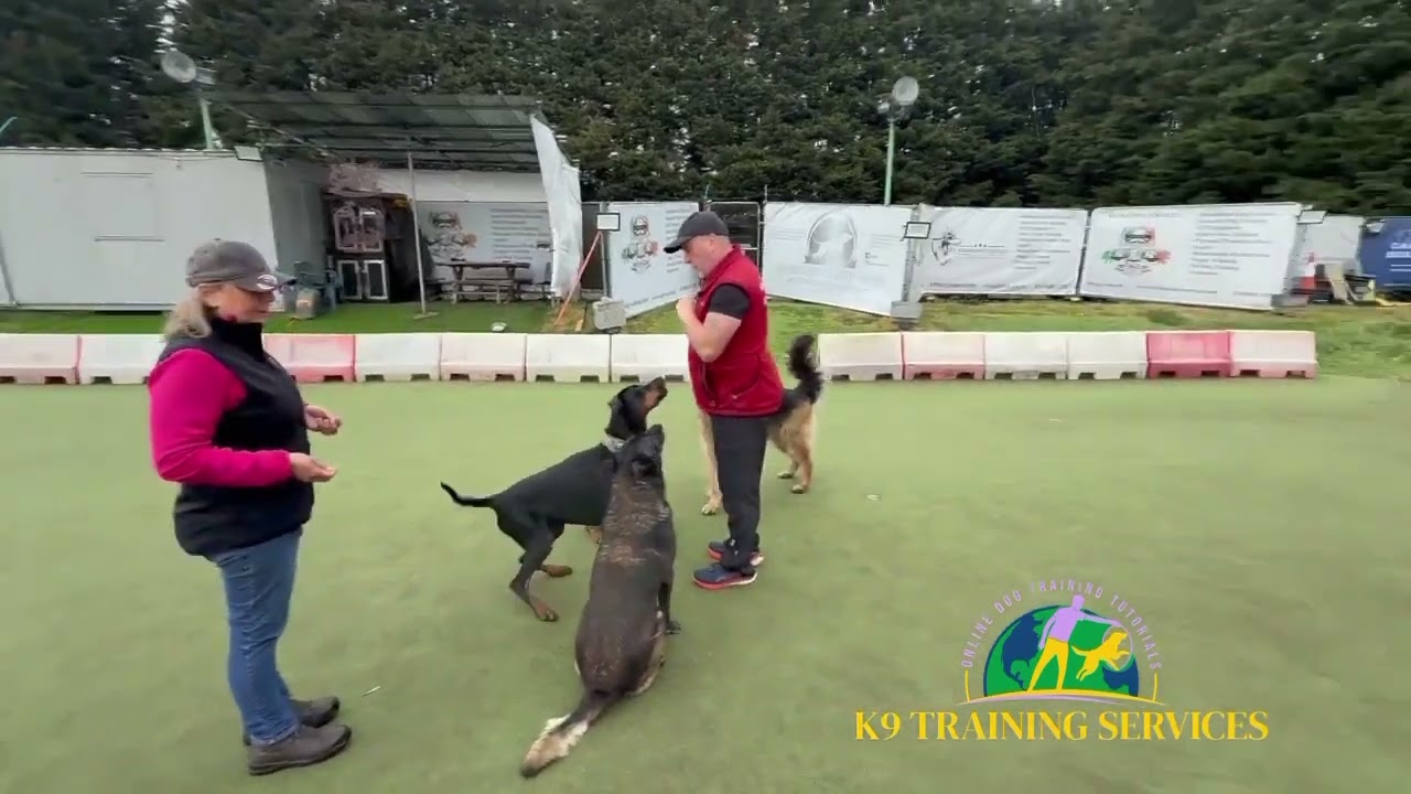 RESIDENTIAL DOG TRAINING 🇬🇧🇬🇧🇬🇧🇬🇧