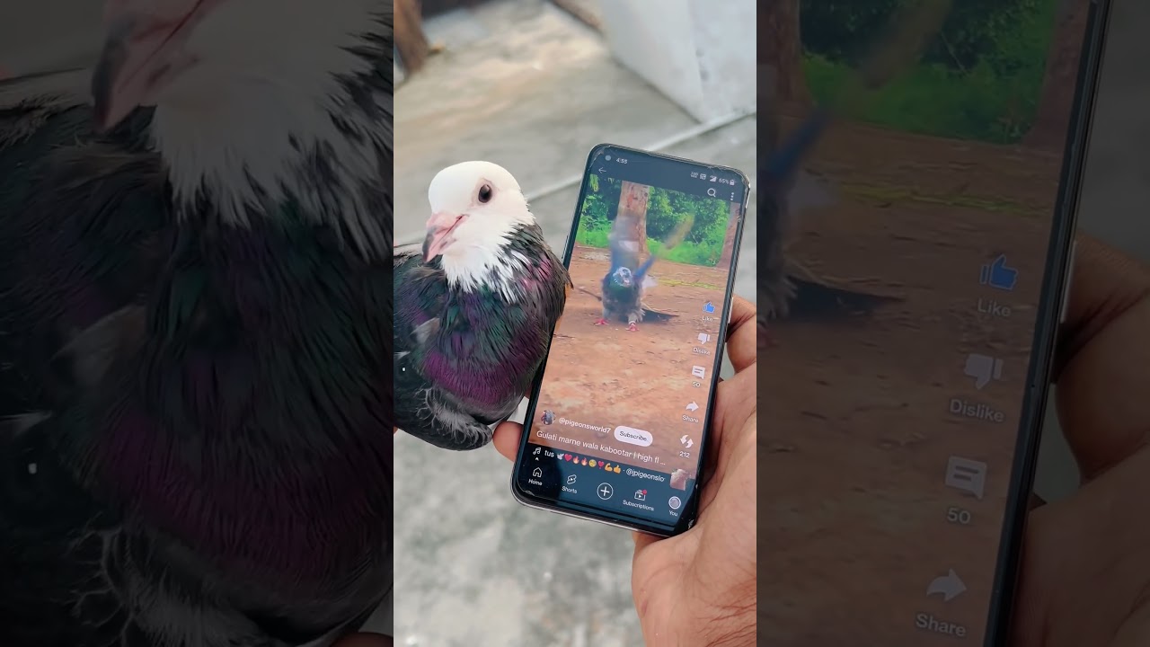 Roller pigeon full training 🕊️ 😱 || Kabutar attitude video  || #shorts #viral #shortsvideo #short