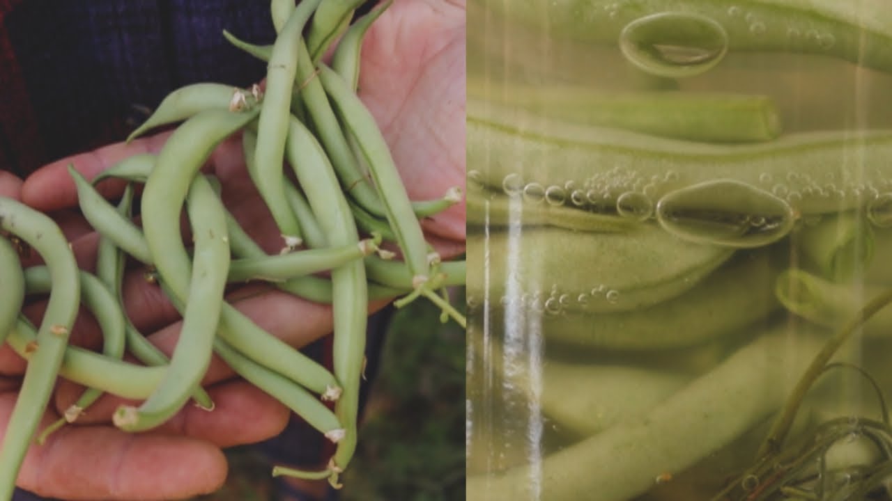 Cómo Hacer Judías Verdes Lactofermentadas - Conservar Alimentos Sin Refrigeración