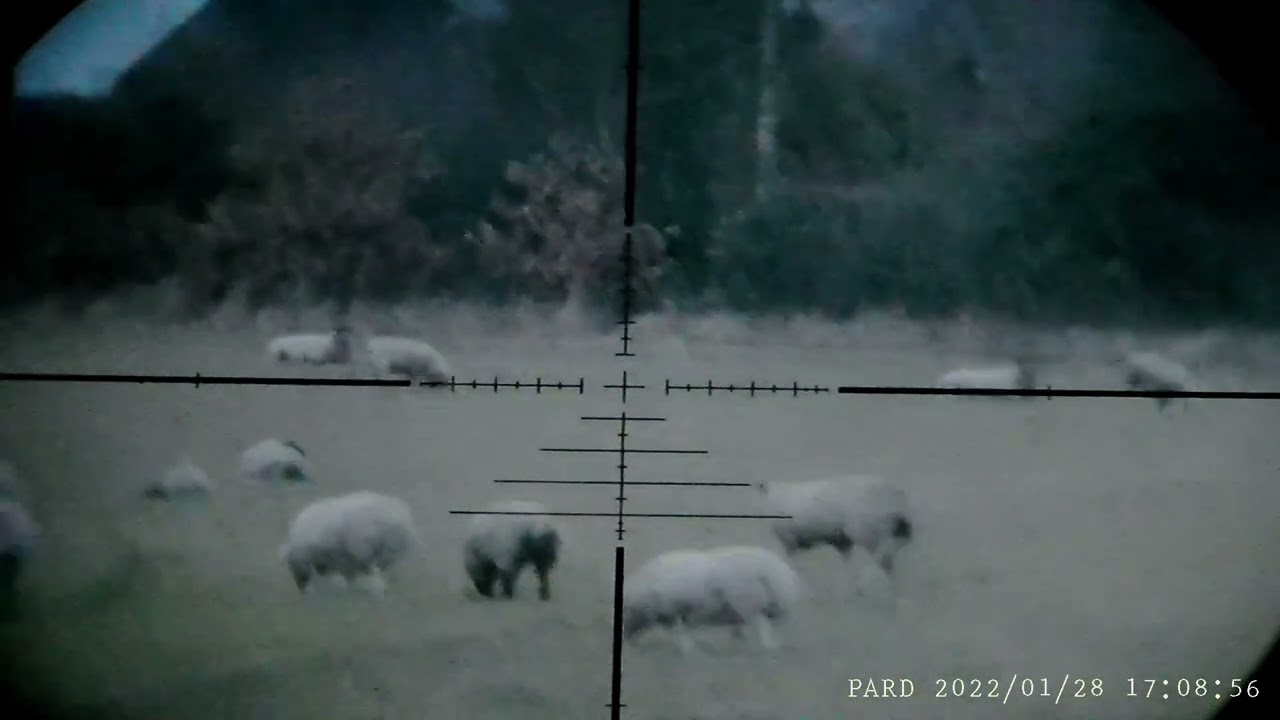Pard 007V review Part 2
