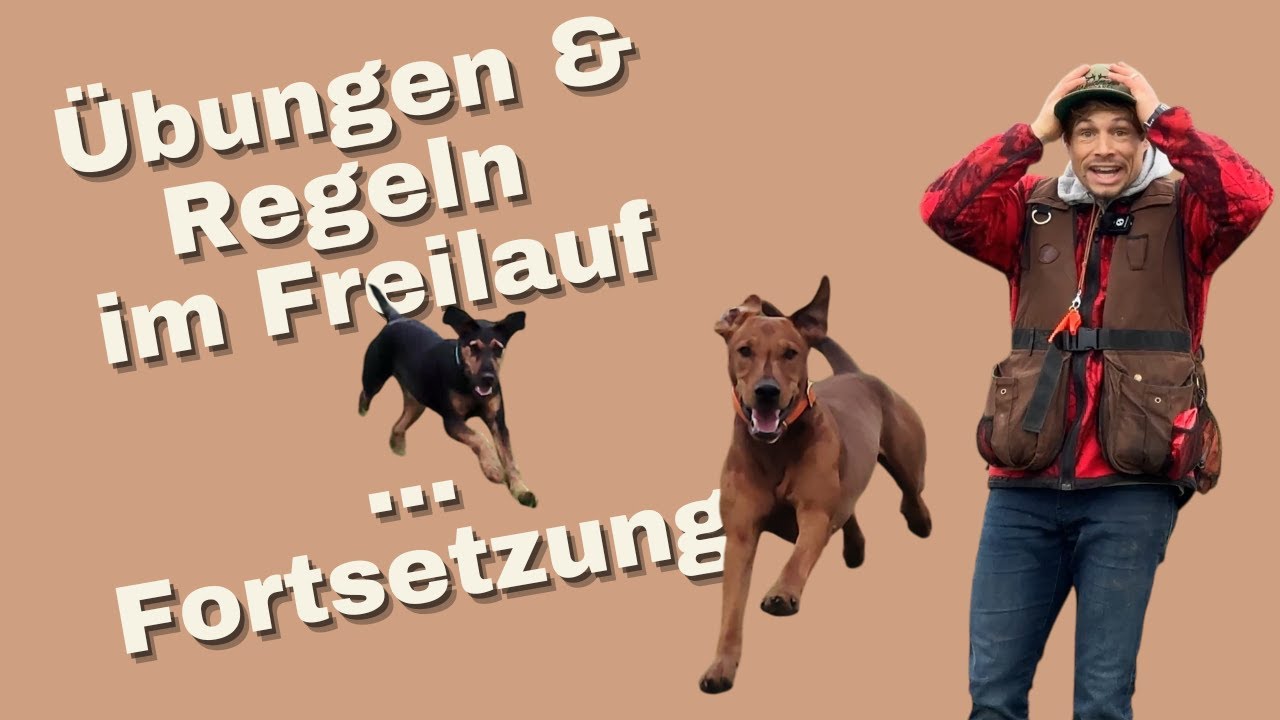 Hundetraining: Freilauf sicher meistern! (2. Teil)
