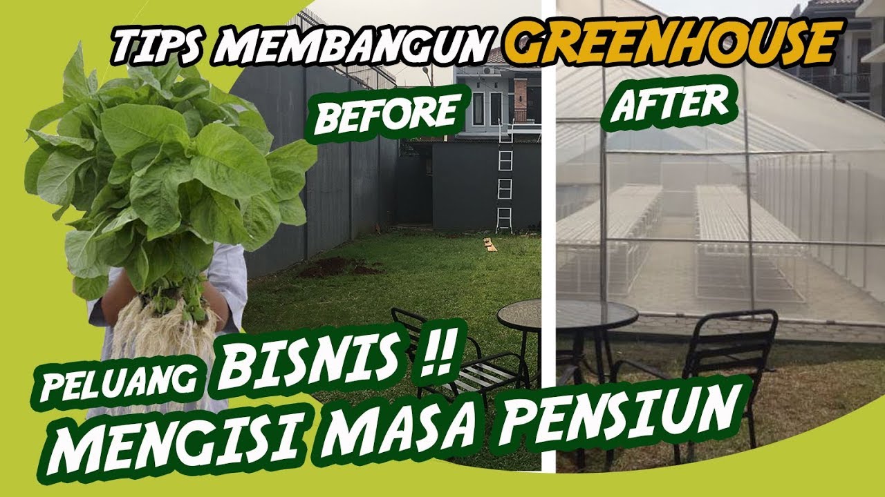 PELUANG BISNIS MENGISI MASA PENSIUN !!. Tips bangun greenhouse #hidroponik #aquaponik #greenhouse