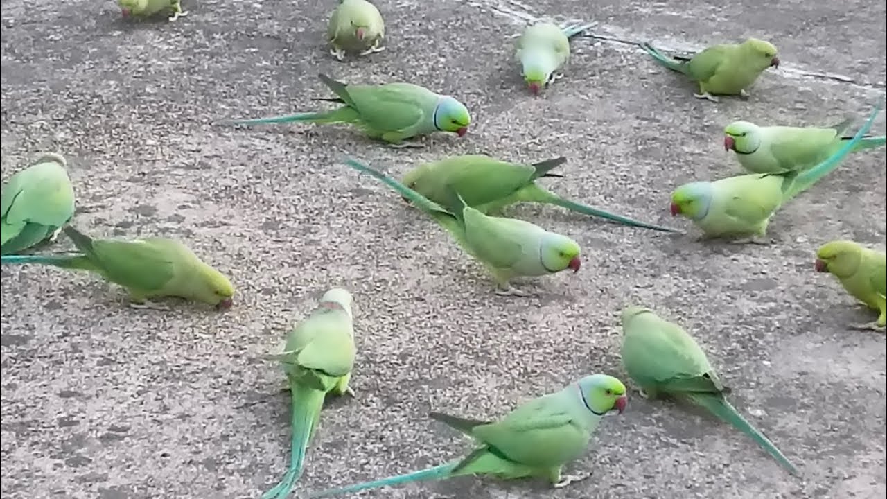 🦜🌿जय श्री राम #प्रकृति#वीडियो#birds# parrots 🦜🌿