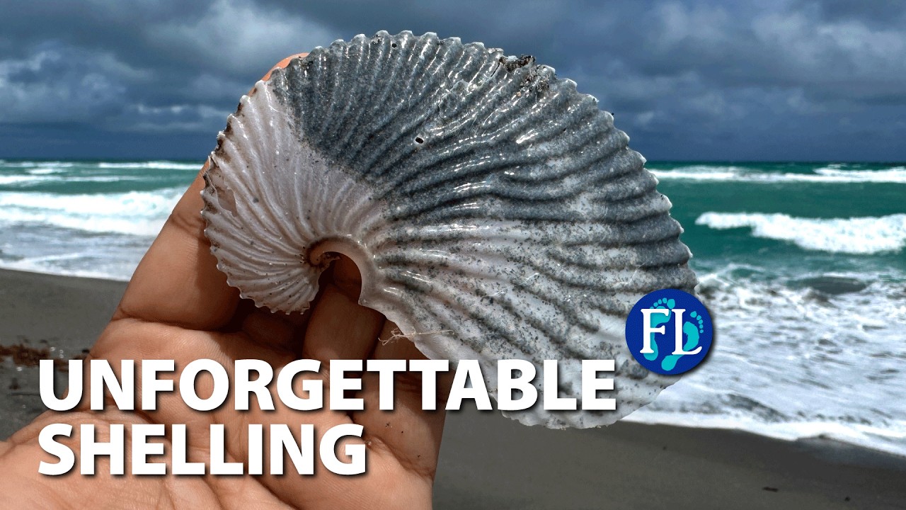 Unforgettable Shelling Morning on Jupiter Island