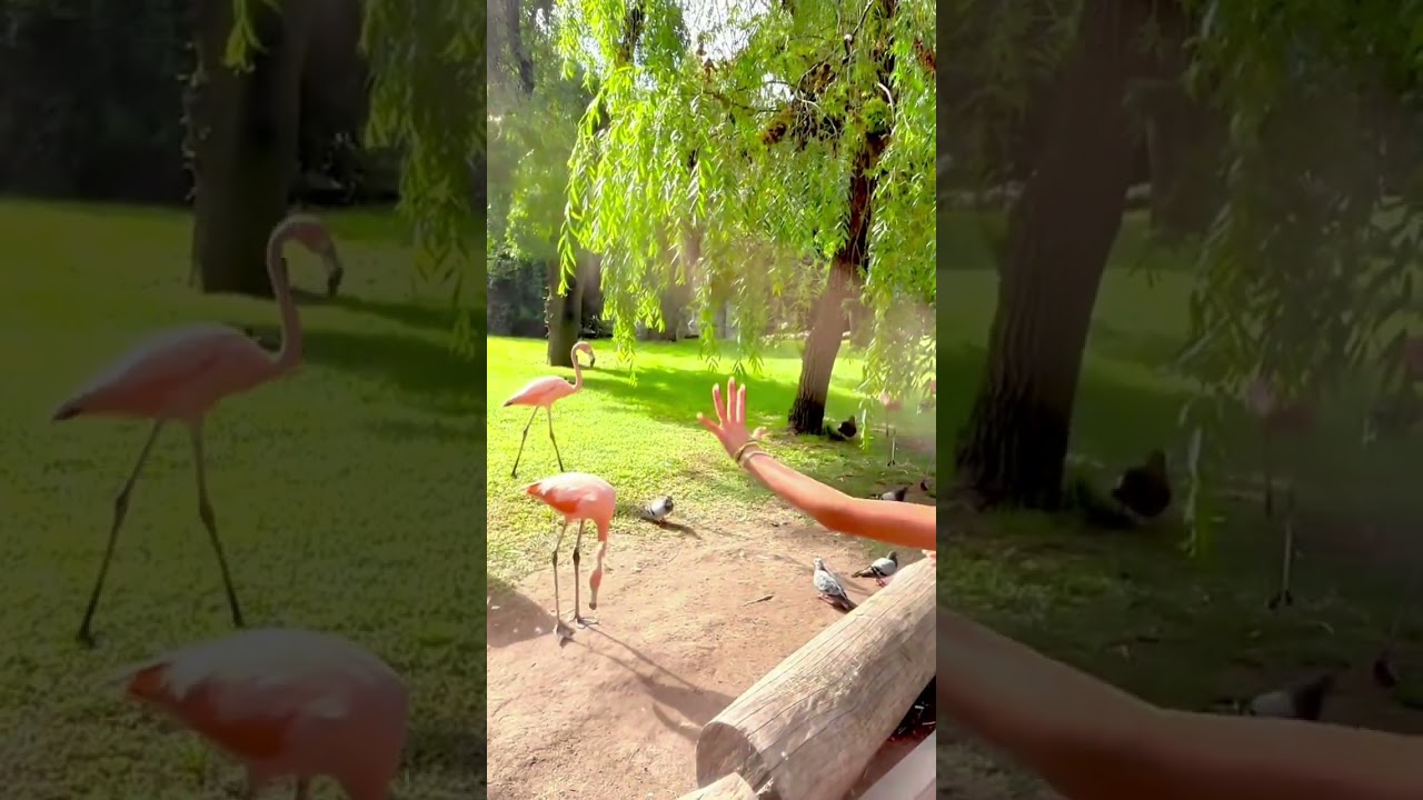 Dando de comer a los Flamencos!!🦩 #zoologico #zoodemadrid #madrid #tiktok #kidsvideo #kids #blogs