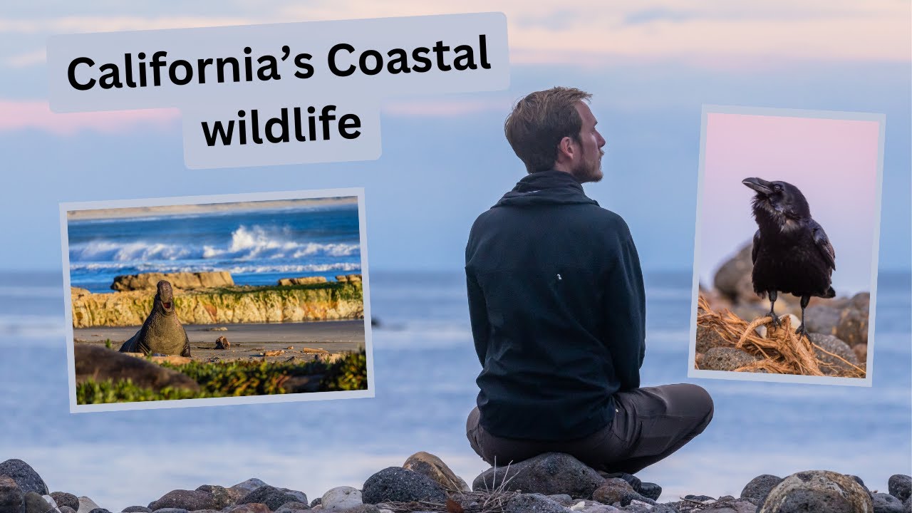 Photographing California's Coastal Wildlife. So many animals in a single day of photography!