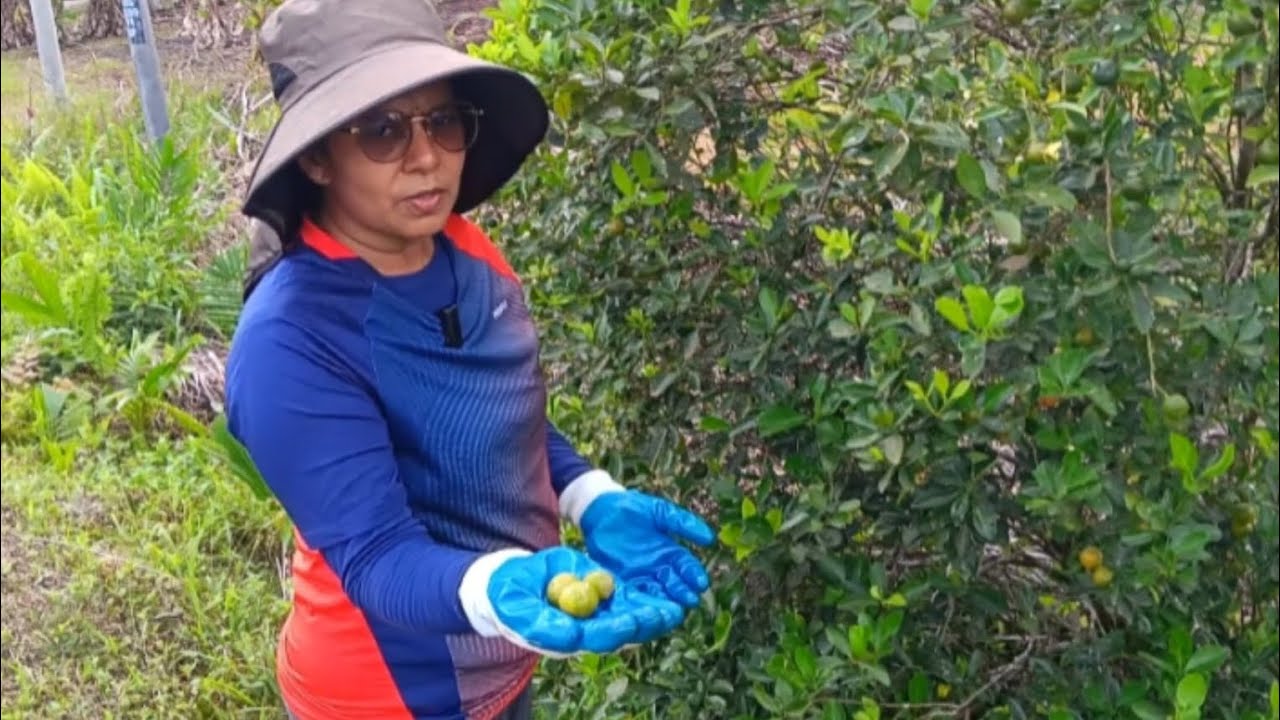 எங்கள் நிலத்தில் பூ பூத்த பழ மரங்கள் 🌸🌱 | Jambu Fruit 🍐 | Kasturi Fruit 🍊 | Farm Tour Tamil