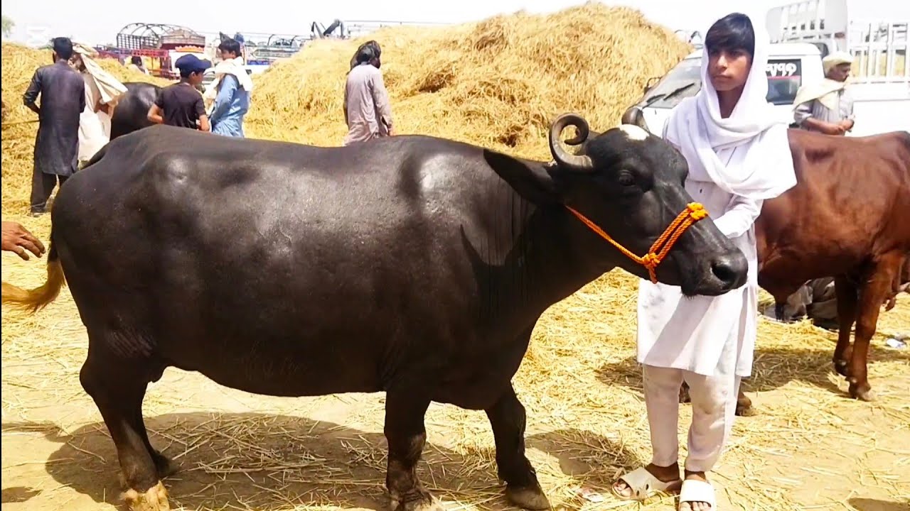 ضلع حافظ آباد کی سب سے بڑی مویشی منڑی کی تازہ ترین صورت حال #buffalo  #cow  #hafizabaddimandi