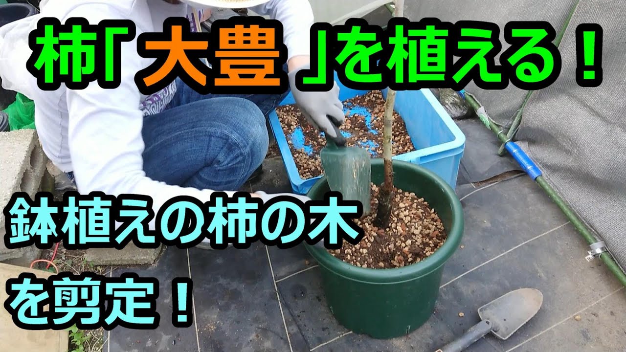 柿の木｢大豊｣を鉢植えする！柿3品種の剪定！【21年11月】
