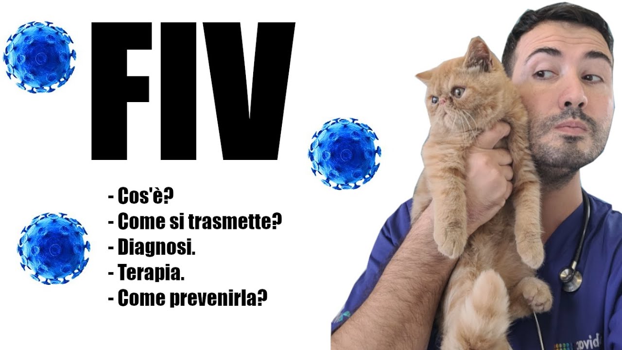 Il Virus dell'Immunodeficienza Felina (FIV) nel gatto spiegato da Dottorpet! #gatto #gatti