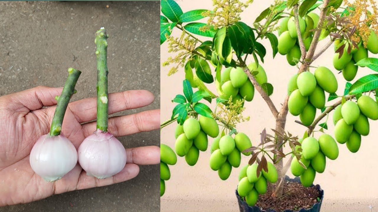 The technique of grafting mangoes with onions stimulates rooting so the tree can quickly bear fruit