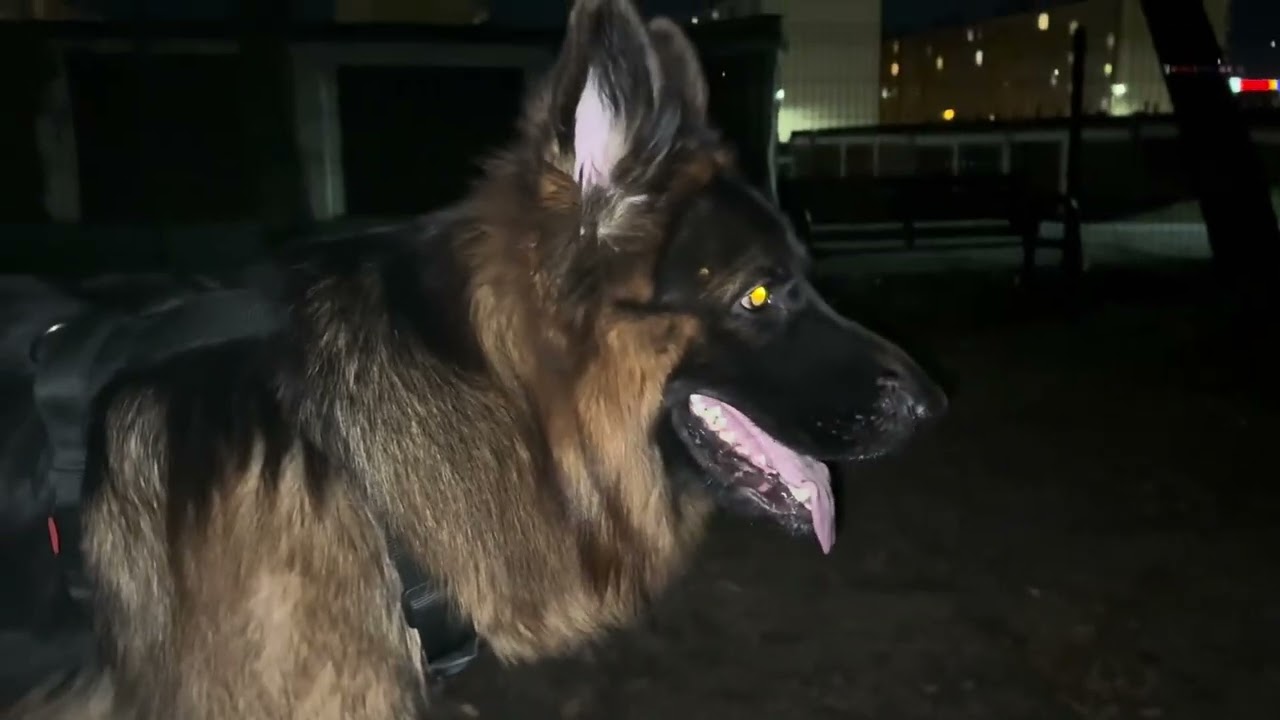 Wieczorny spacerek 😁🐕