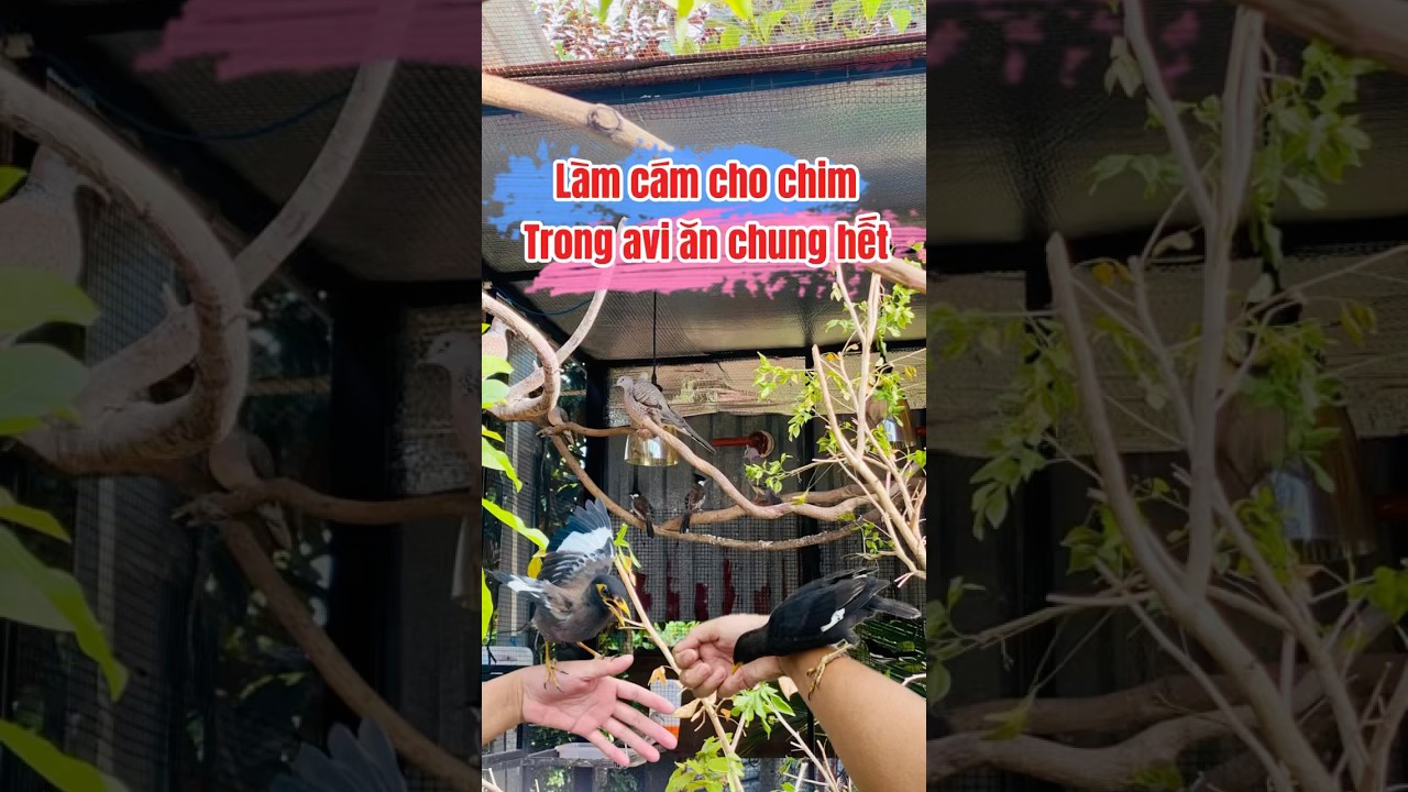 Trộn c&aacute;m chim nu&ocirc;i chung avi chi ph&iacute; rẻ #chimcanh #avi #chim #bird #camchim #camchaomao #choethan
