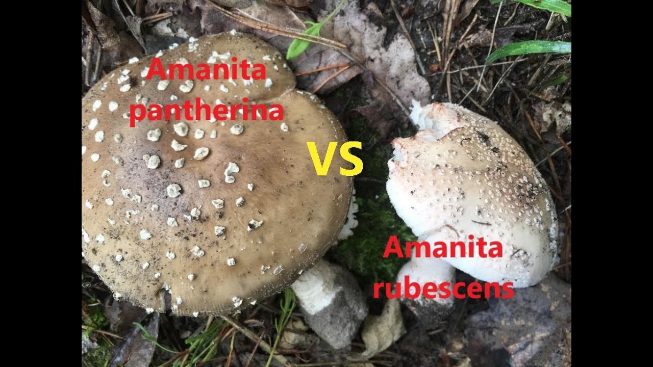 КАК ОТЛИЧИТЬ Мухомор серо-розовый от Мухомора пантерного Amanita pantherina vs Amanita rubescens