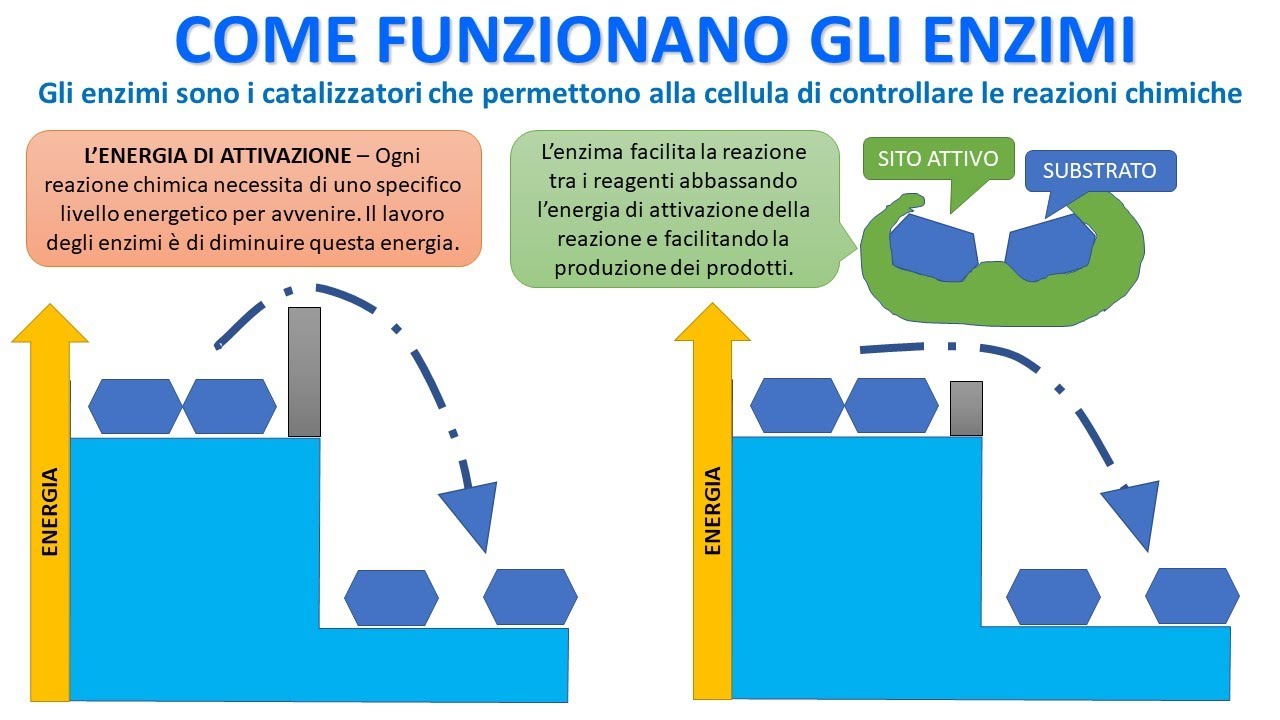 COME FUNZIONANO GLI ENZIMI