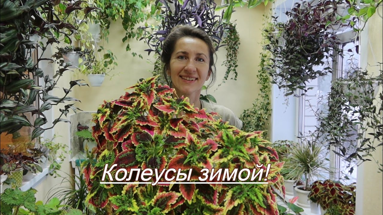 Колеусы зимой! Как сохраняю черенки колеусов в зимний период.