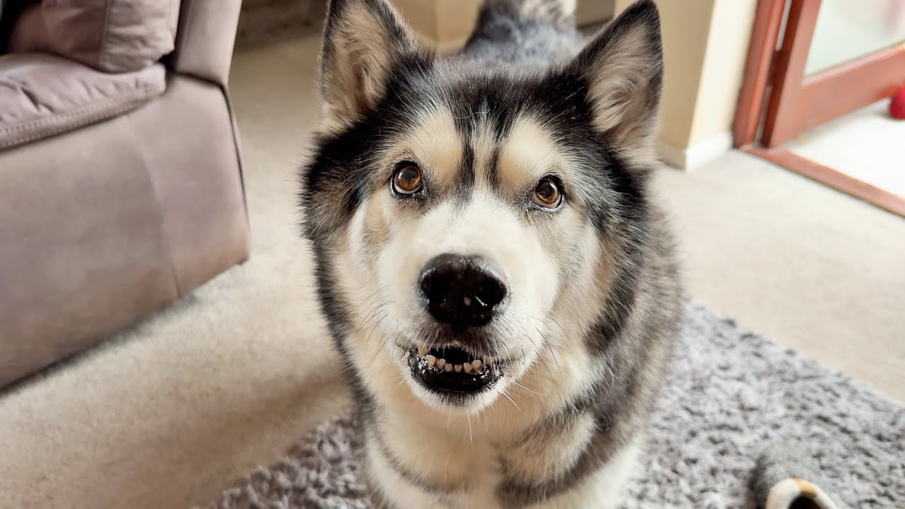 What My Husky Does When I’m Not Around...